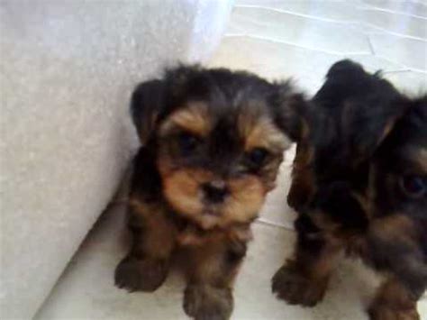 cachorro iorque|cachorro iorque charlie.